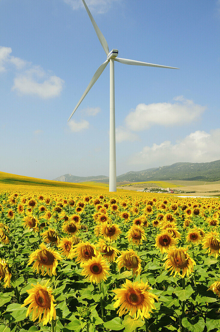 Wind turbine at sunflowers field, Zahara de los Atunes, Andalusia, Spain