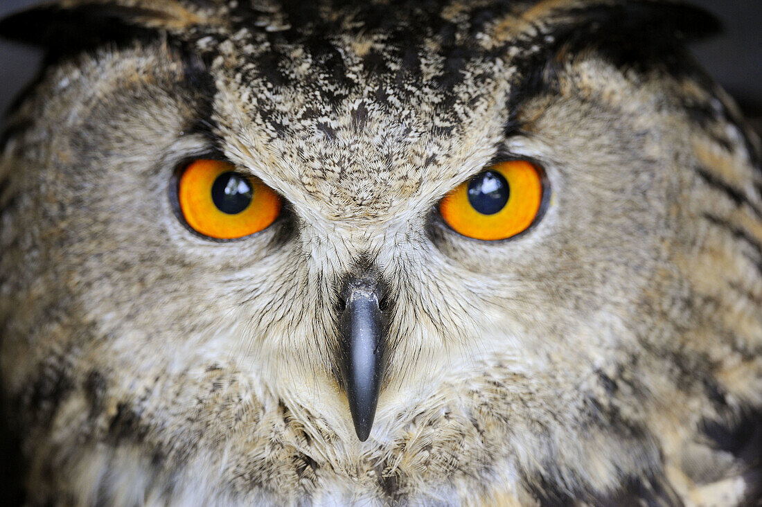 Head portrait of Eurasian eagle-owl (Bubo bubo) captive