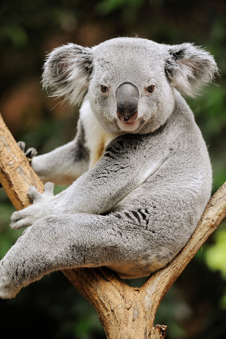 Koala bear (Phascolarctos cinereus) captive