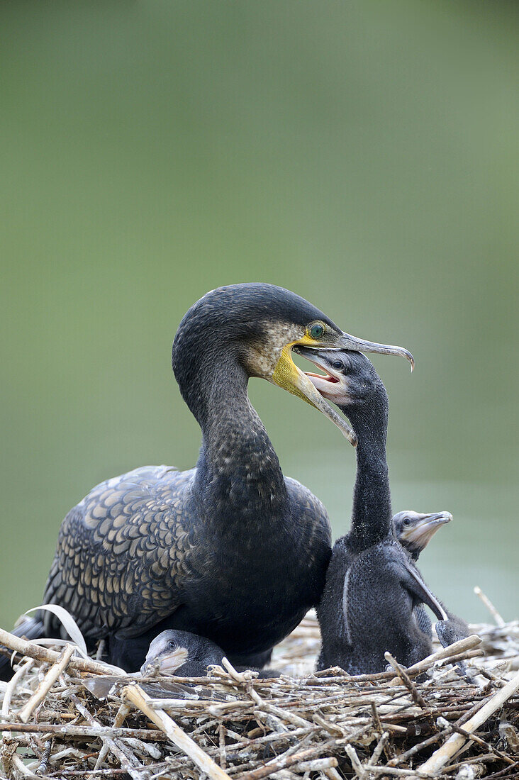 Common cormorant at nest feeding chick (Phalacrocorax carbo) France