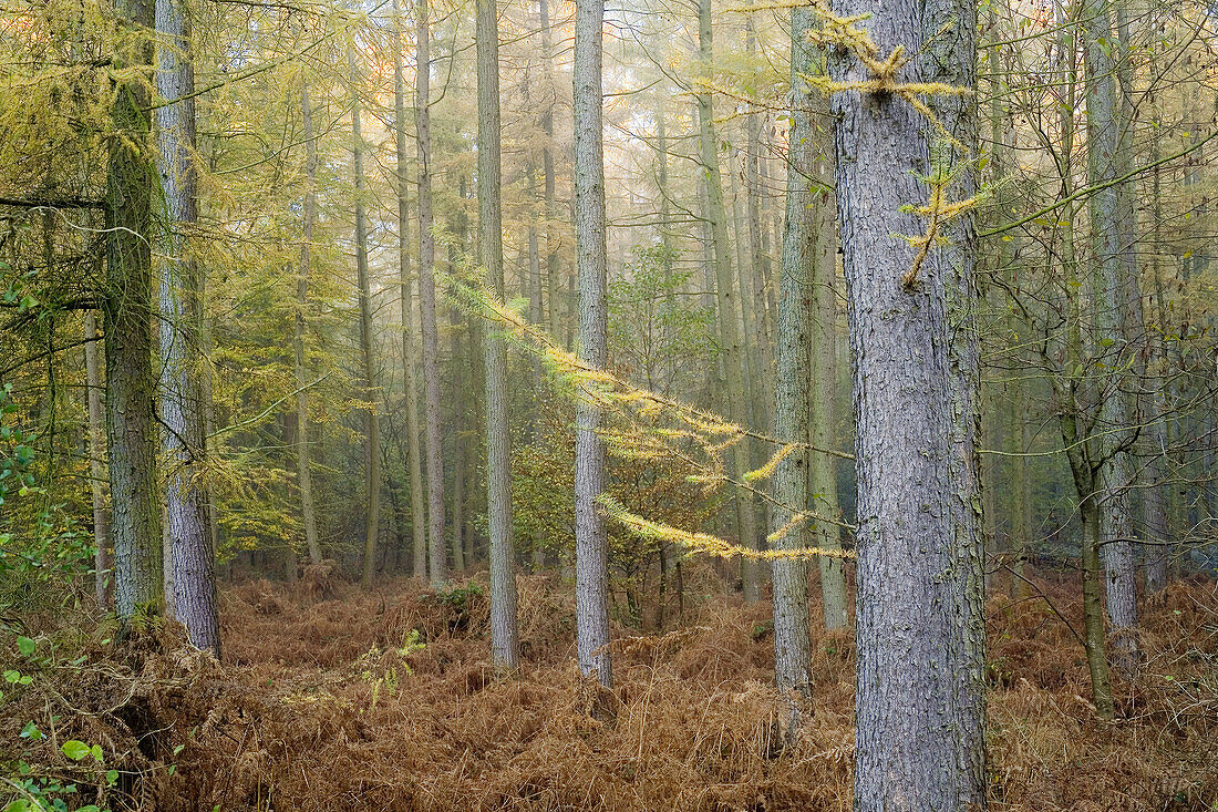 France, Lyons forest: pine ferns &amp; Fall