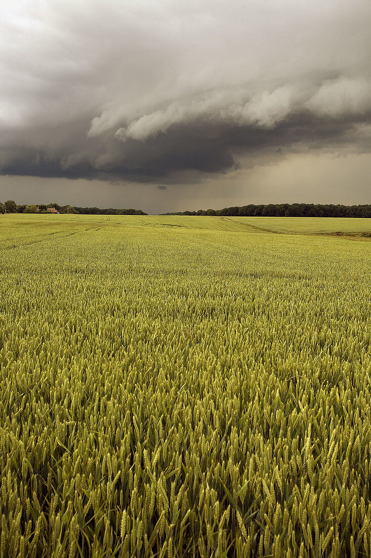 campaign, wheat field under cloud