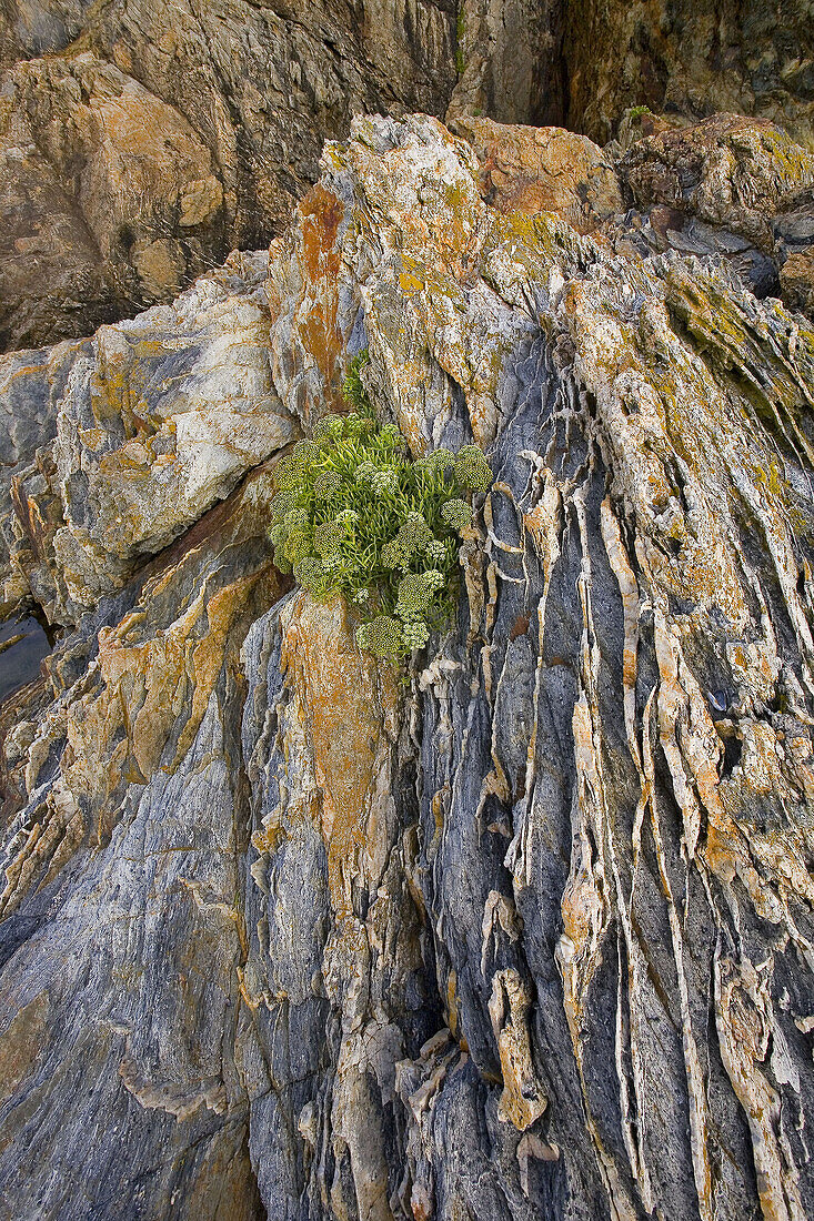 Brittany, Belle-Ile, wild coast: edge of the slope