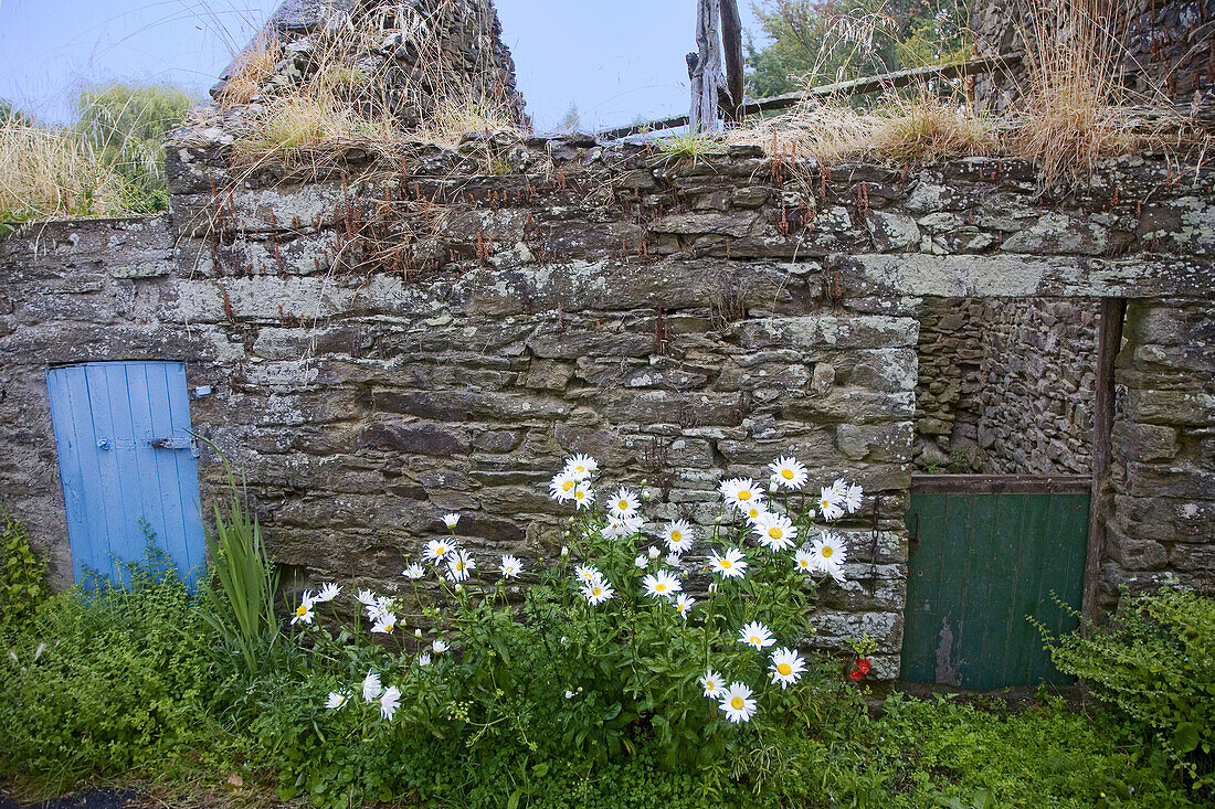 Brittany, Belle Ile island : barn and flowers