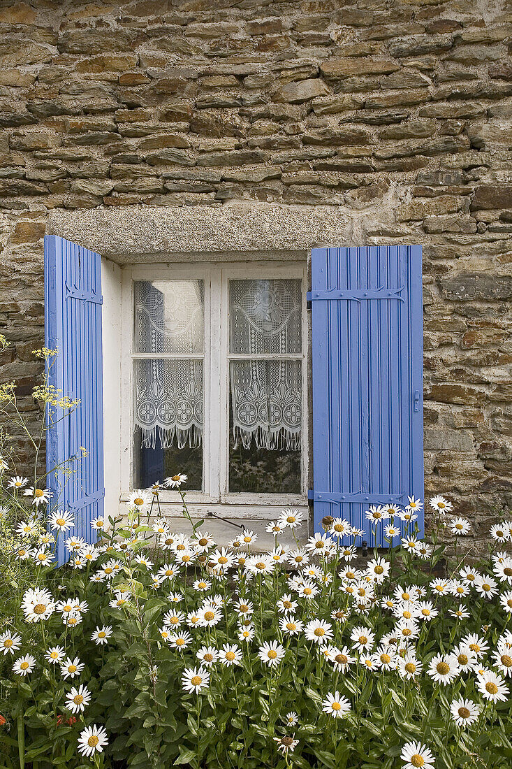 Brittany, Belle-Ile, Rural Housing: Window daisies