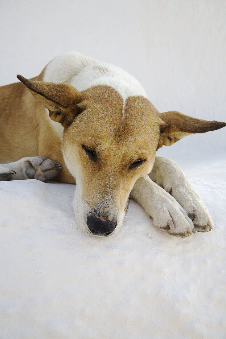 Sleeping Dog, Oia, Santorin, Cyclades, Greece, Europe