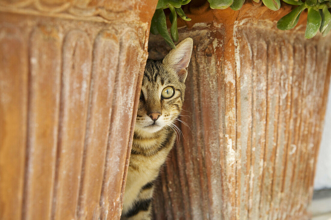 Cat hiding between 2 flowerpots