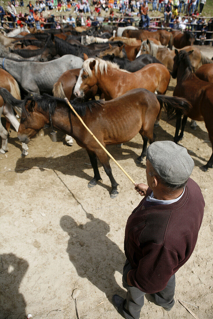 Rapa das Bestas fest, Domaio. Pontevedra province, Galicia, Spain