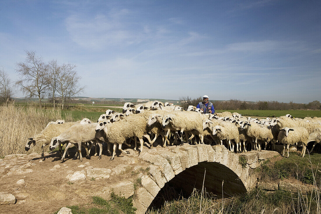Flock, Castrojeriz. Burgos province, Castilla-Leon, Spain