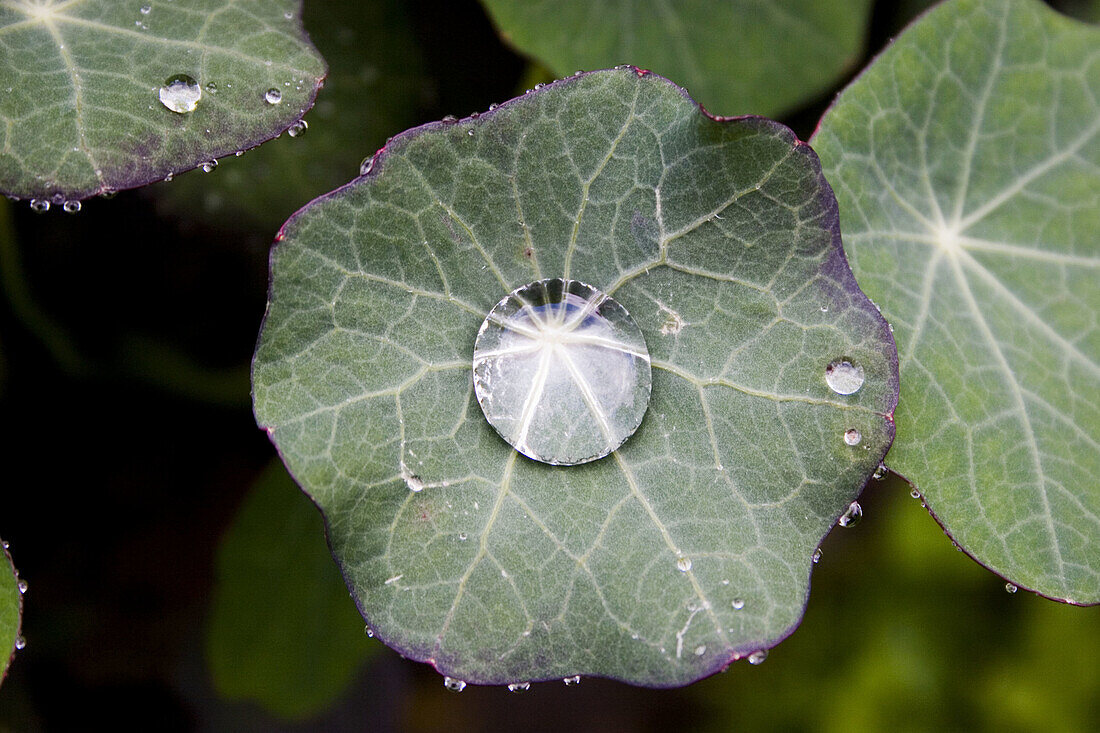 A perfect round water drop on a nasturtium leaf