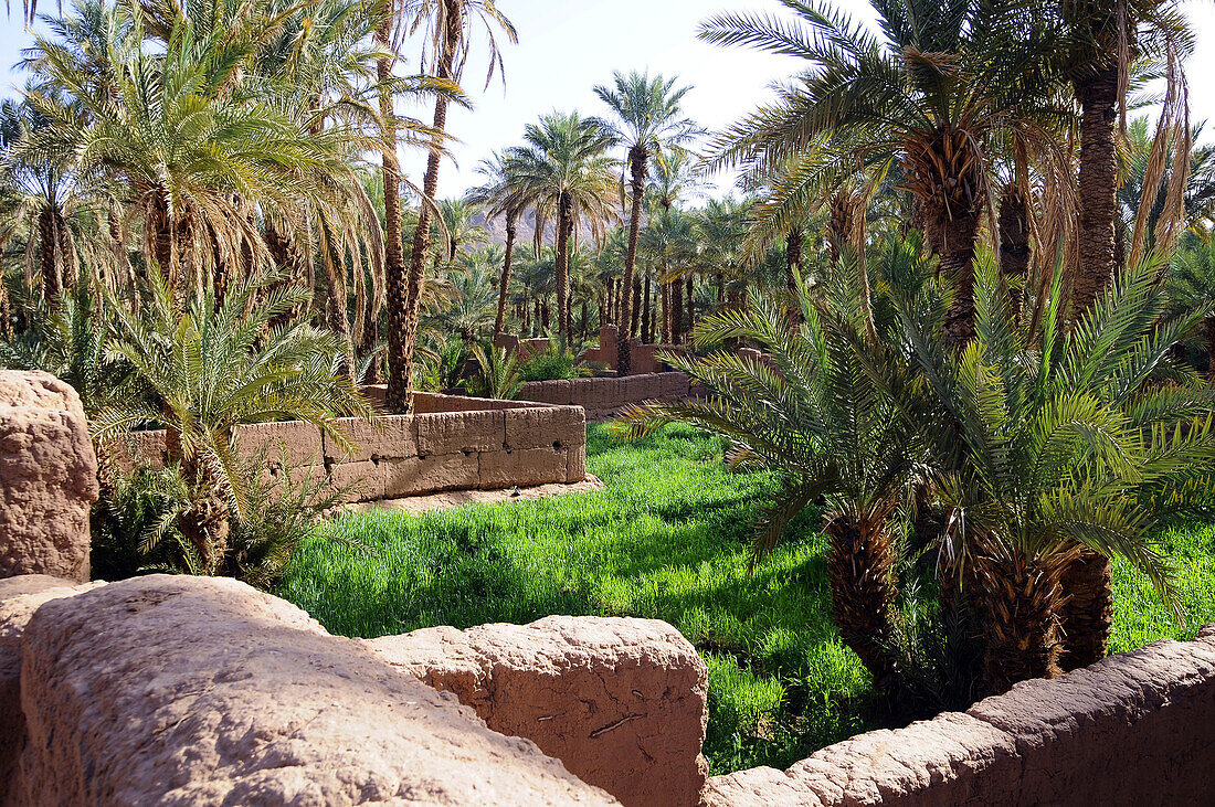 Amazrou Palm grove in Zagora, Valley of Draa, South Morocco, Morocco, Africa