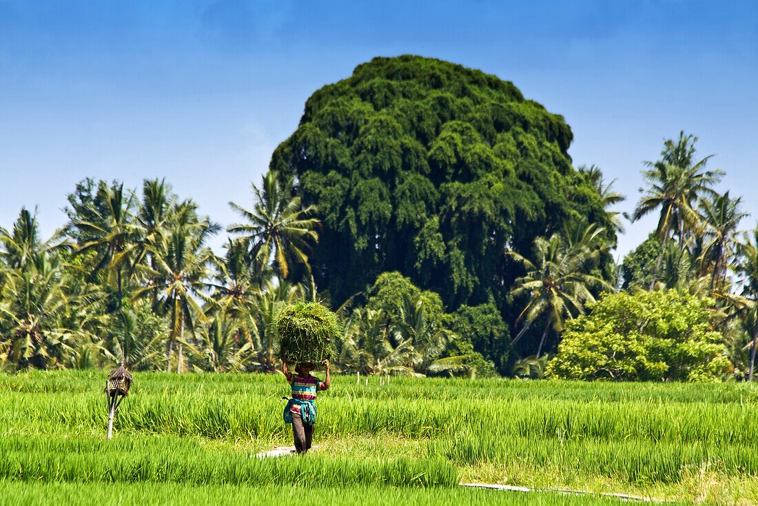 Balines paddy farmer women  fully laden  on rice fields in Ubud Bali Indonesia