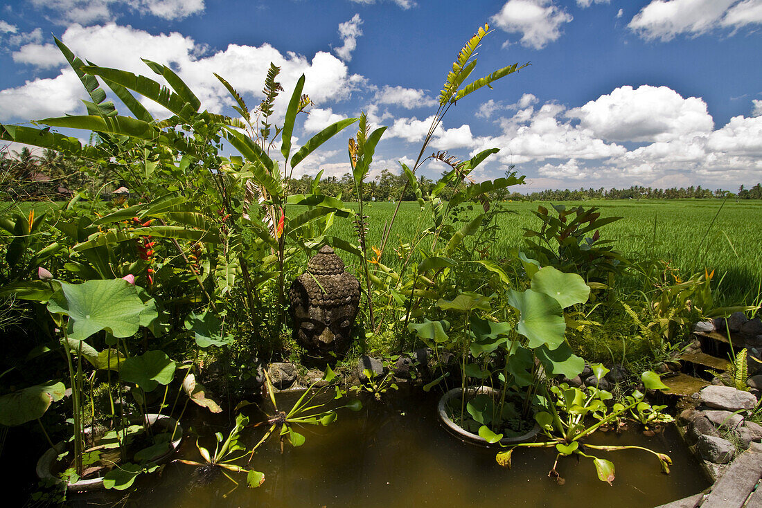 Villa Pleiades with little water lillie pool surrounded by  rice fields in Ubud Bali Indonesia