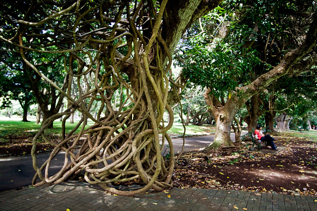 Sir Seewoosagur Ramgoolam Royal Botanical Garden of Pamplemousses , Giant Tree with arial roots, , Mauritius, Africa