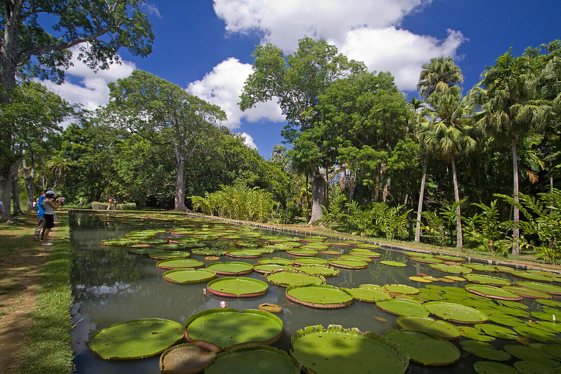 Pamplemousses Garden Water lily tank, Mauritius, Africa