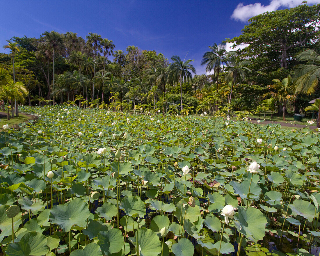 Nymphea Lotus flower tank in Sir Seewoosagur Ramgoolam Royal Botanical Garden of Pamplemousses , Mauritius, Africa