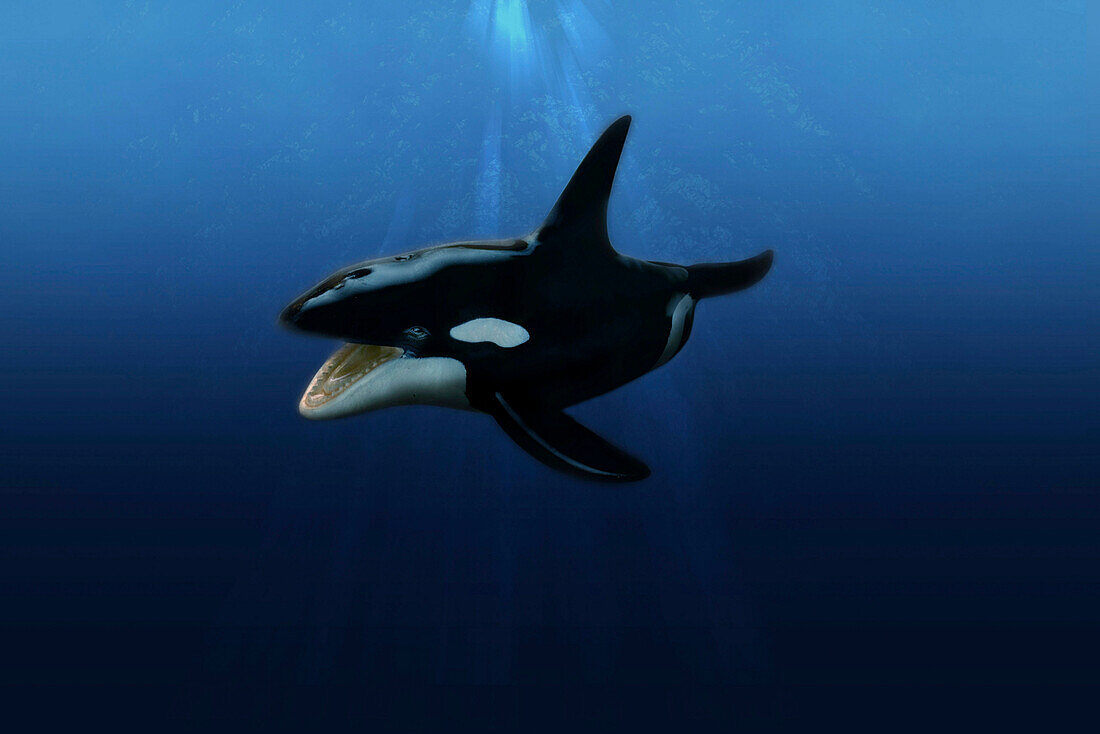 Toy orca under water