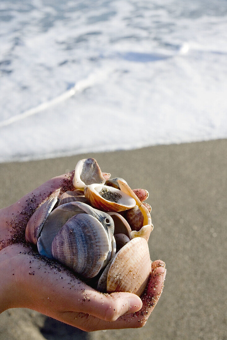 Seashells handfull