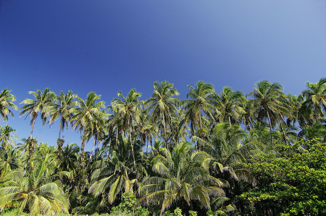 Coconut palms at Zapatilla key, Bastimentos marine Park, Bocas del Toro islands, Rep.of Panamá, Central America. 2005