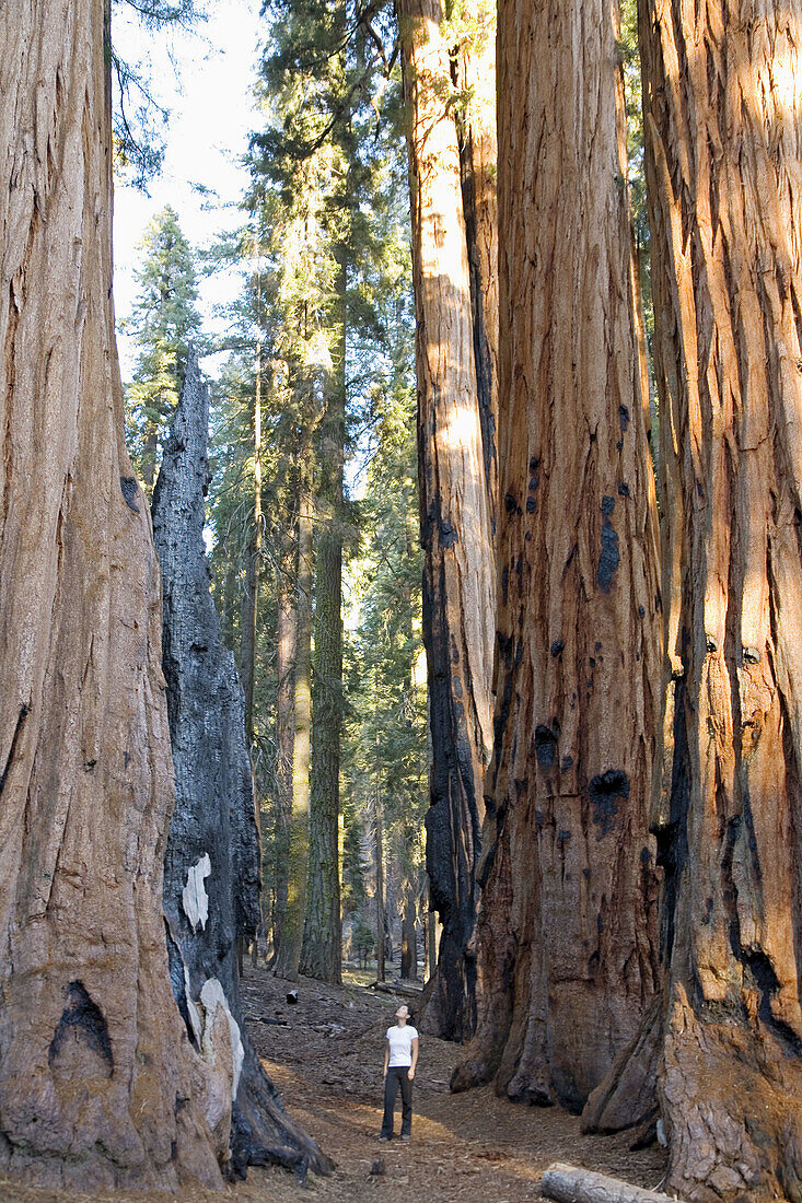 Woman looking at Sequoia trees, Sequoia National Park, California, USA