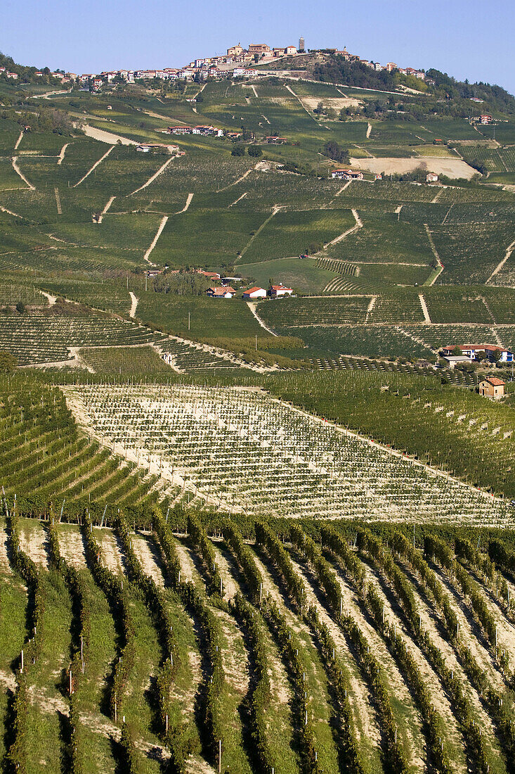 vineyards in Piedmont