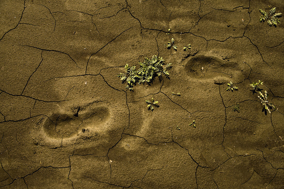 Footprints and a weed growing in the mud.