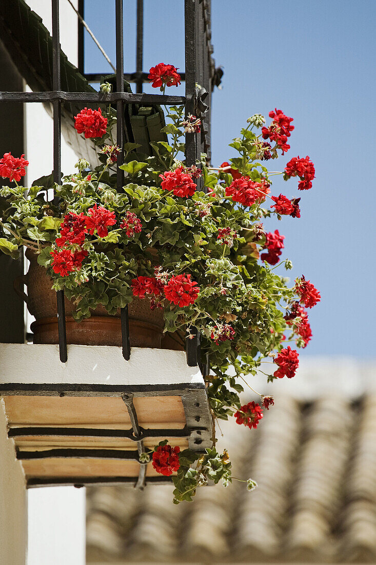 Flowers on balcony, Antequera. Malaga province, Andalucia, Spain