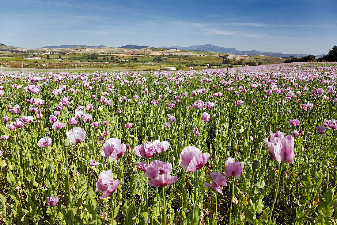 Poppy field. Cadiz province, Andalucia, Spain