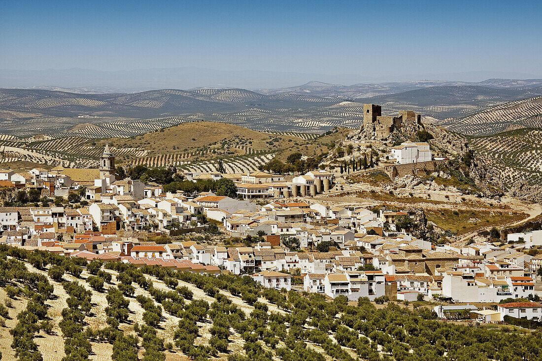 Olive grove, Luque. Cordoba province, Andalucia, Spain