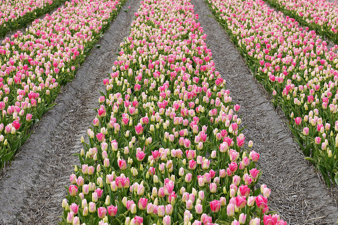 Tulip field, Lisse, Holland, Netherlands