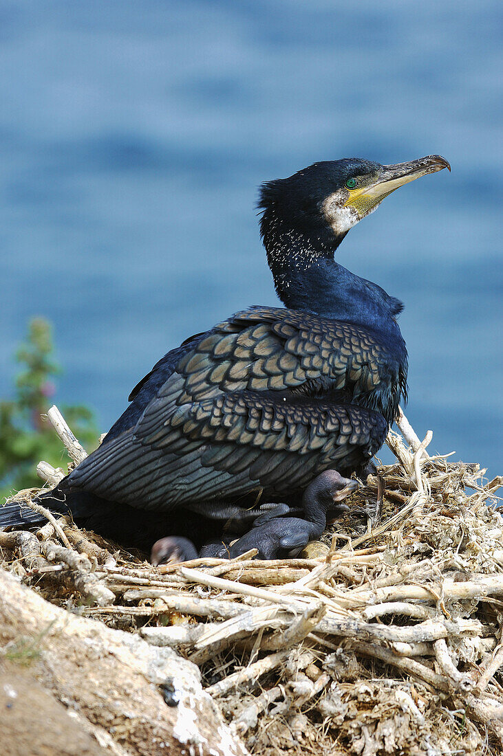 Shag (Phalacrocorax aristotelis). Scotland, UK