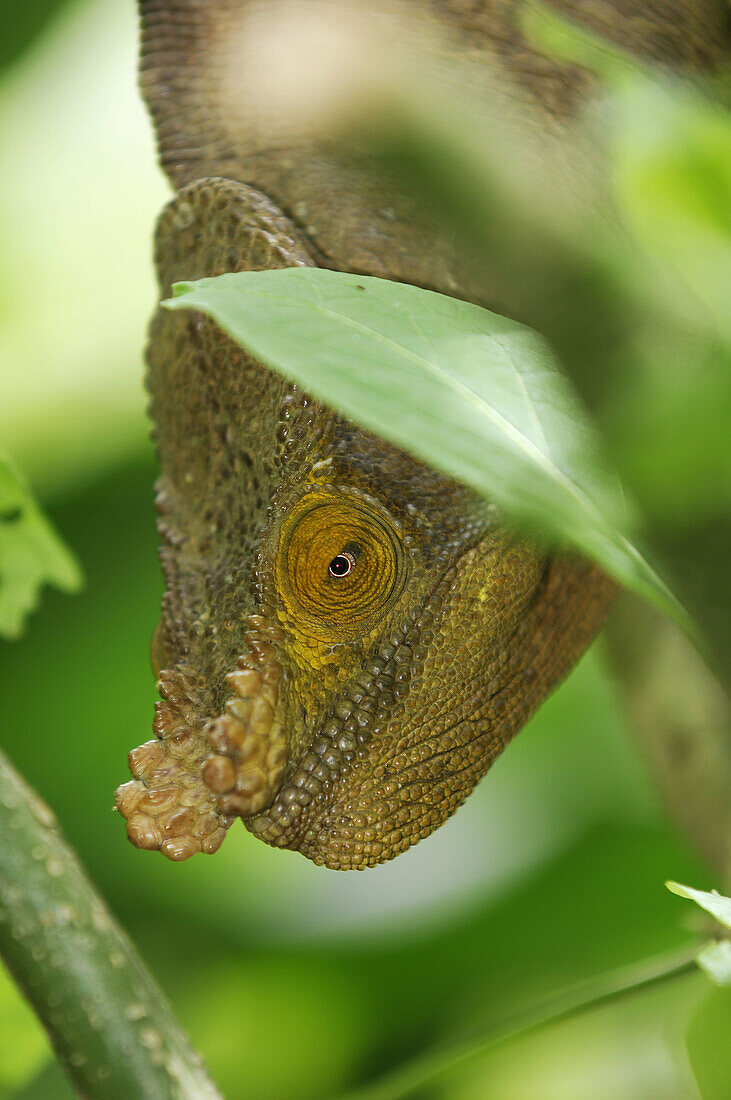 Parsons Gaint Chameleon Male