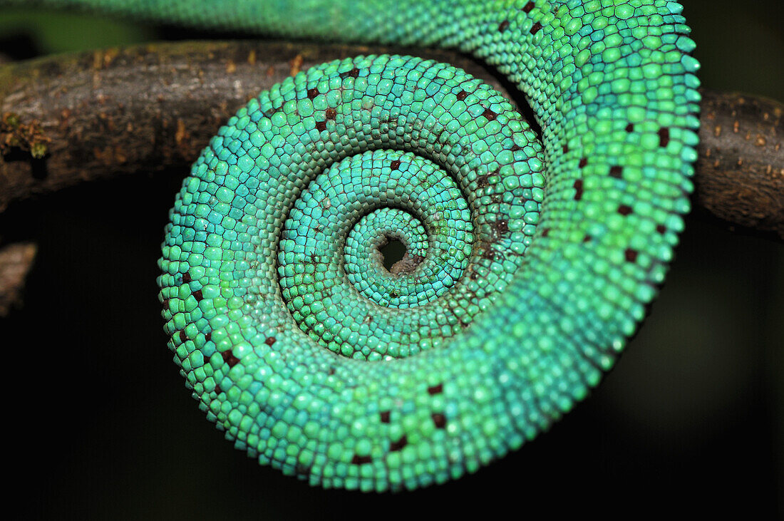 Panther Chameleon Male. Prehensile Tail