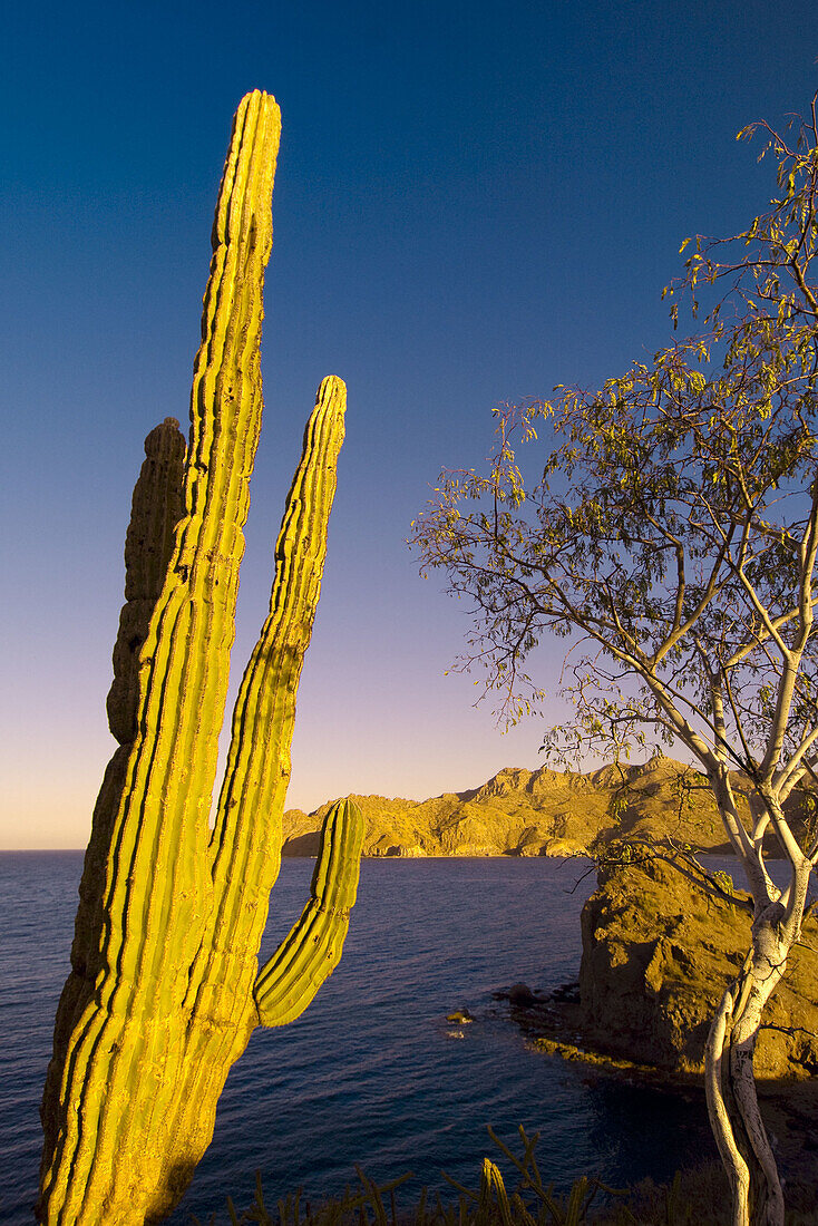 Cactus overlooking Agua Verde bay, Sea of Cortes, Baja California Sur, Mexico