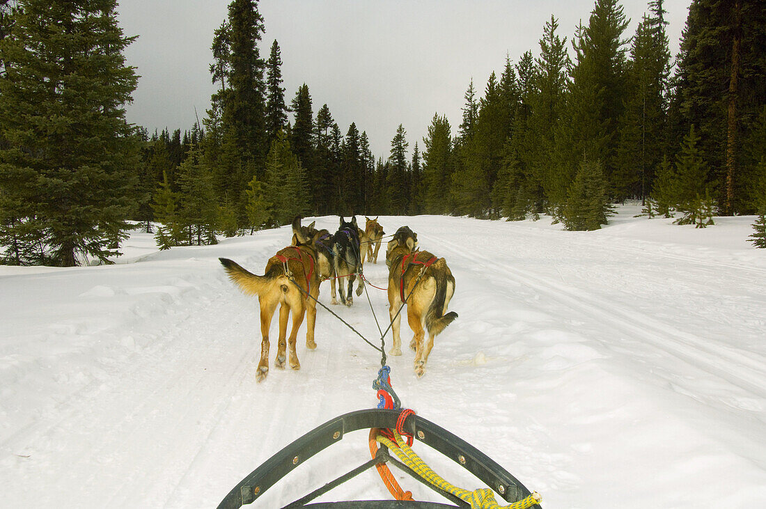 Dog sled tour with Kingmik Dogsled Tours along the Continental Divide, near Lake Louise, Alberta, Canada