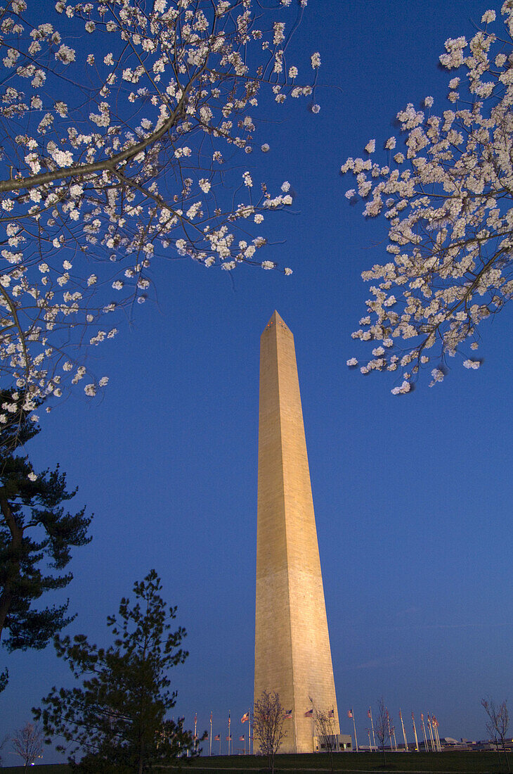 Cherry blossoms frame the Washington Monument in predawn light, Washington D C, U S A