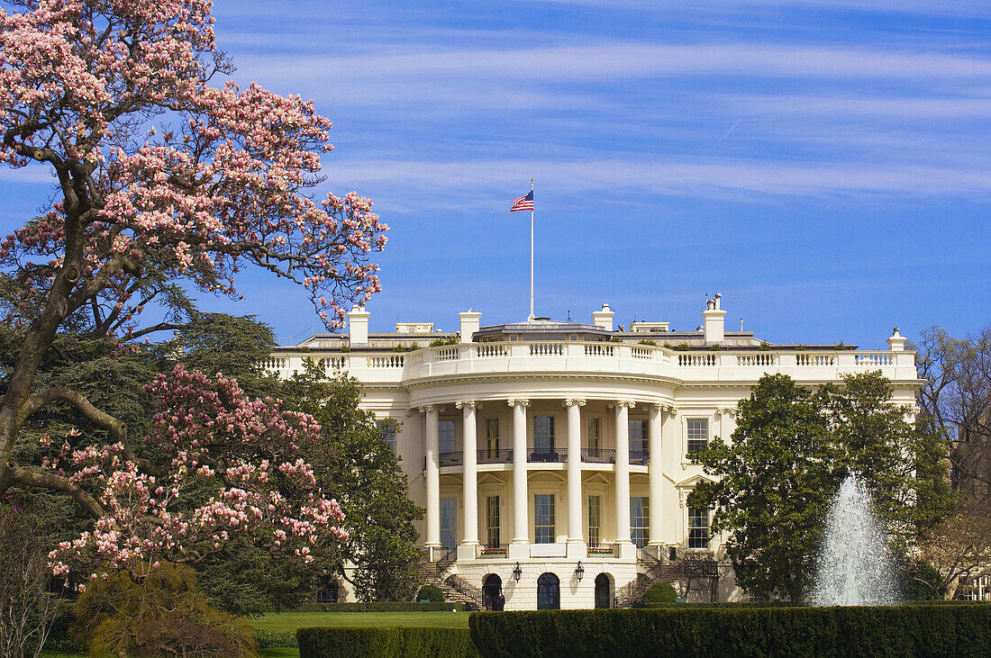View of the South Lawn of the White House surrounded by cherry blossoms, Washington D C, U S A
