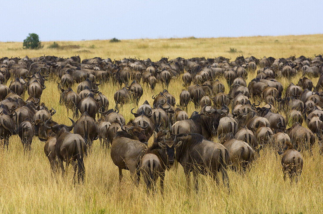 Herds of wildebeest arriving in Masai Mara National Reserve, Kenya from Tanzania as part of the annual Great Migration