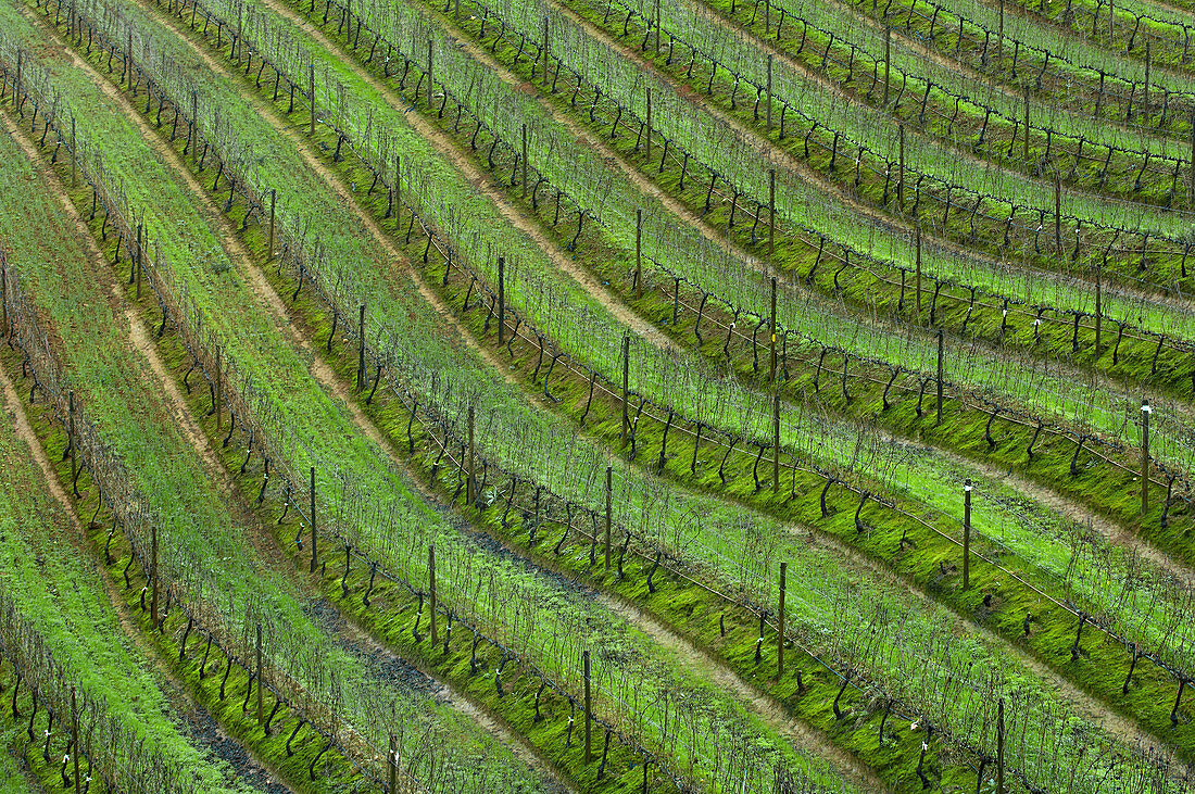 Vineyards, Tokara Winery, Helshoogte Pass, near Stellenbosch Cape Town area, South Africa