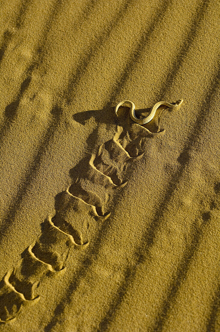 Sidewinder snake, Swakopmund Dunes, Swakopmund, Namib Desert, Namibia
