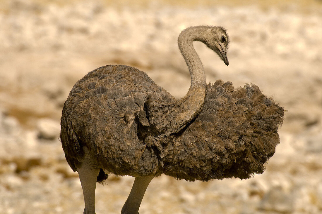 A female ostrich, Etosha National Park, Namibia