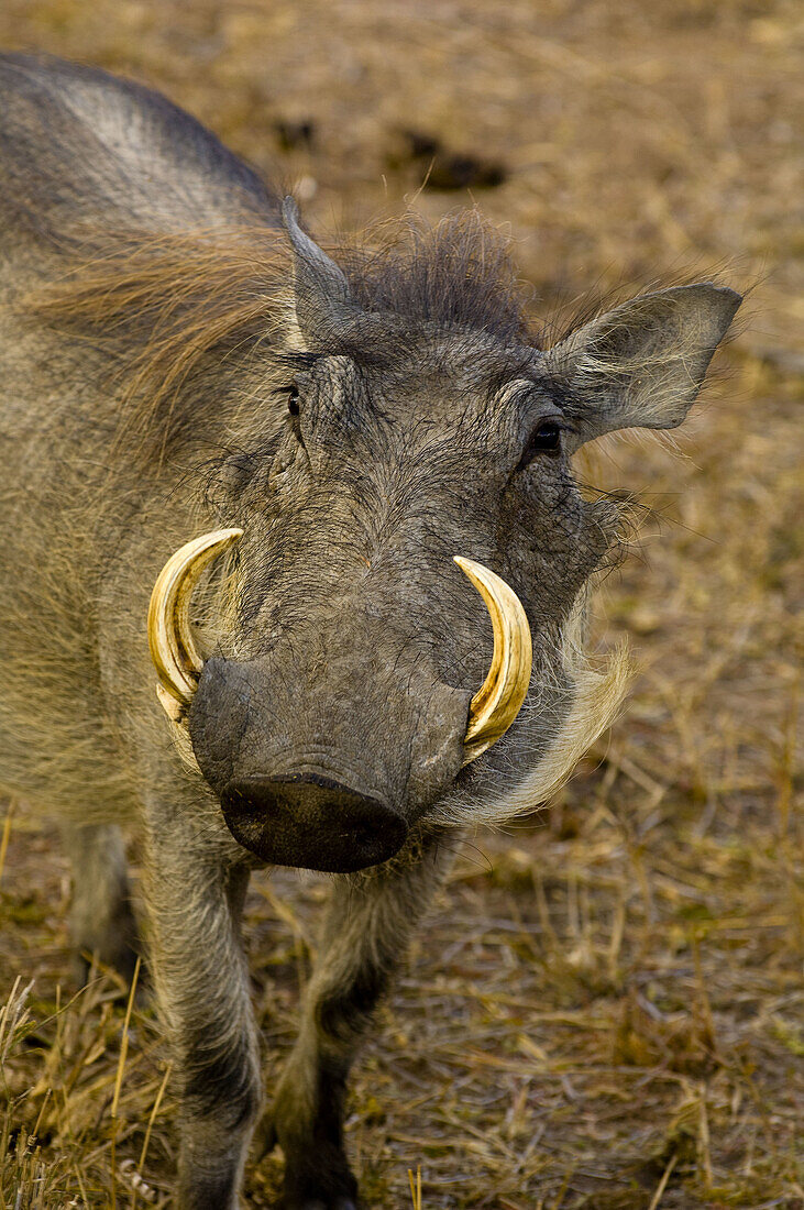 Warthog, Hoedspruit Endangered Species Centre, near Kruger National Park, South Africa