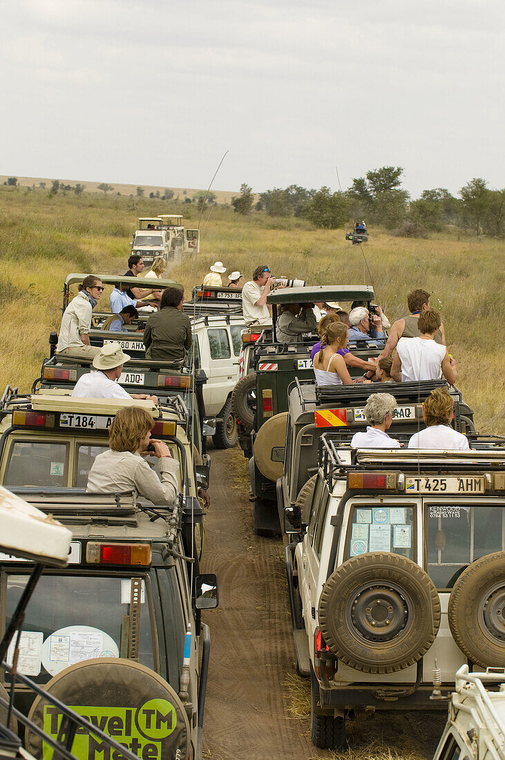 A line of safari vehicles, Serengeti National Park, Tanzania
