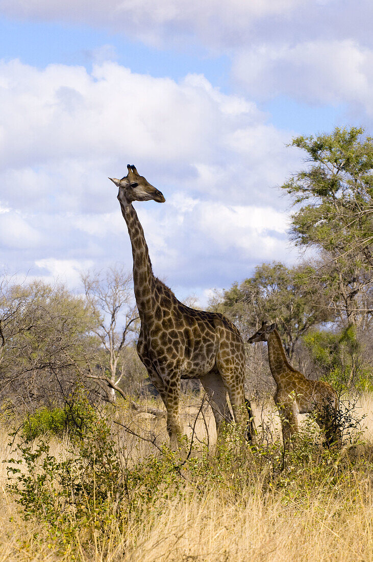 Adult and baby giraffe, Kruger National Park, South Africa
