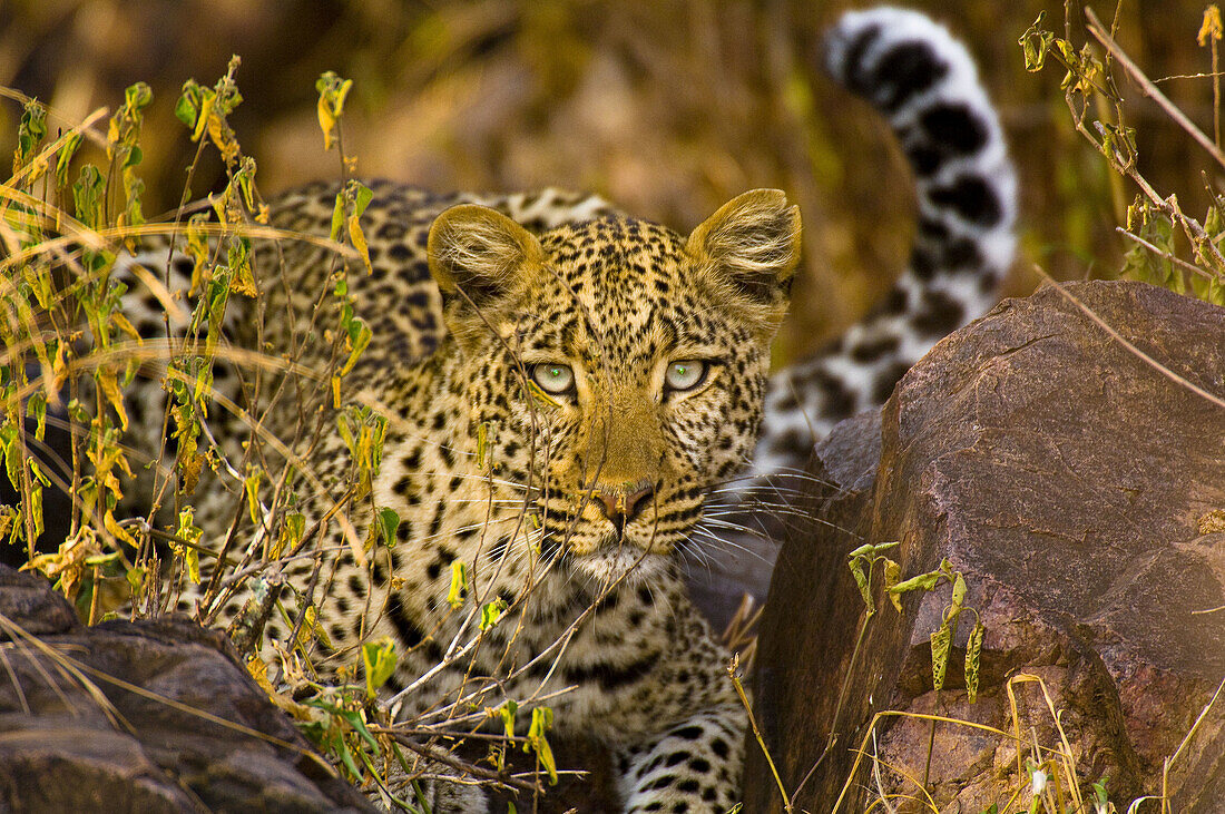 Leopard, Serengeti National Park, Tanzania