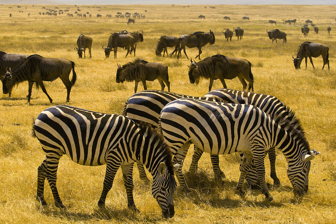 Large numbers of zebra and blue wildebeest gnu, Ngorongoro Crater, Ngorongoro Conservation Area, Tanzania