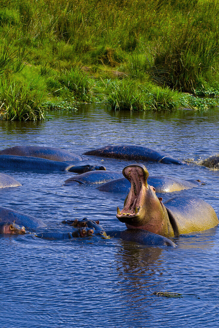 A yawning hippo in a pond in the Ngorongoro Crater, Ngorongoro Conservation Area, Tanzania