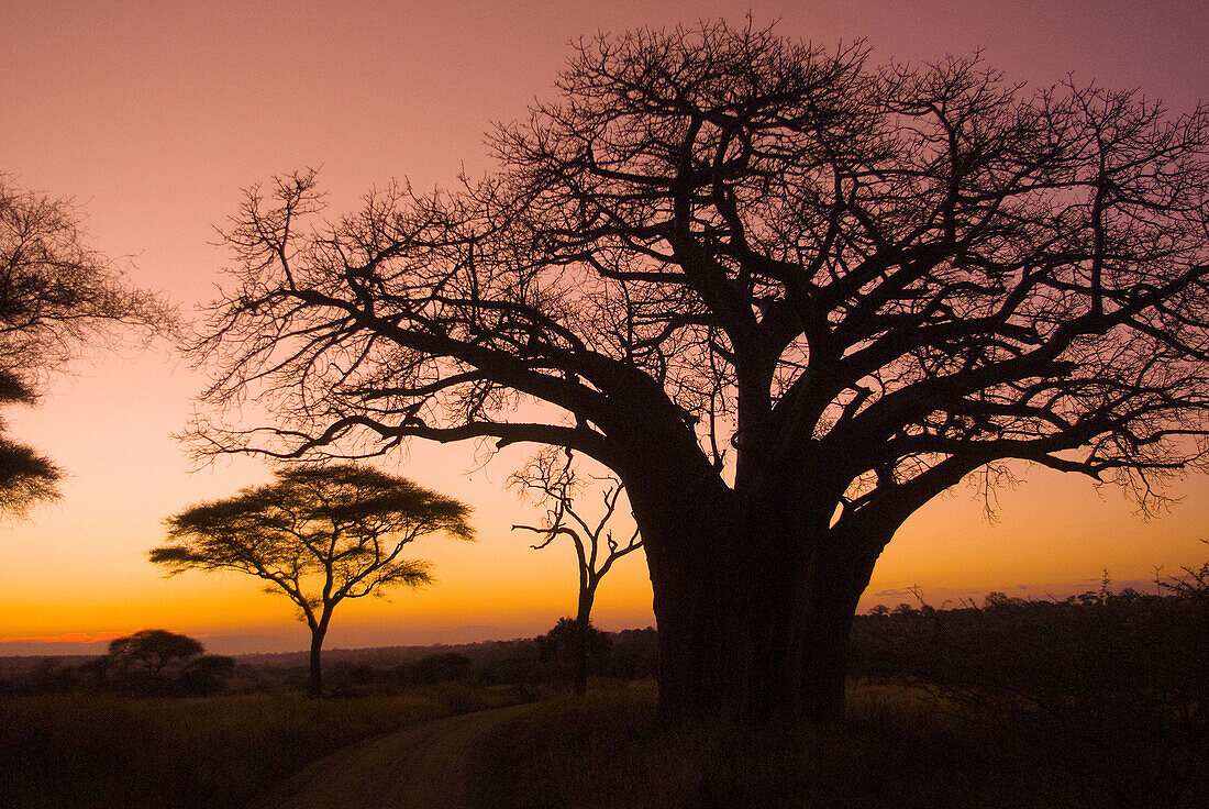 Baobab tree at sunset, Tarangire … – License image – 70242927 lookphotos