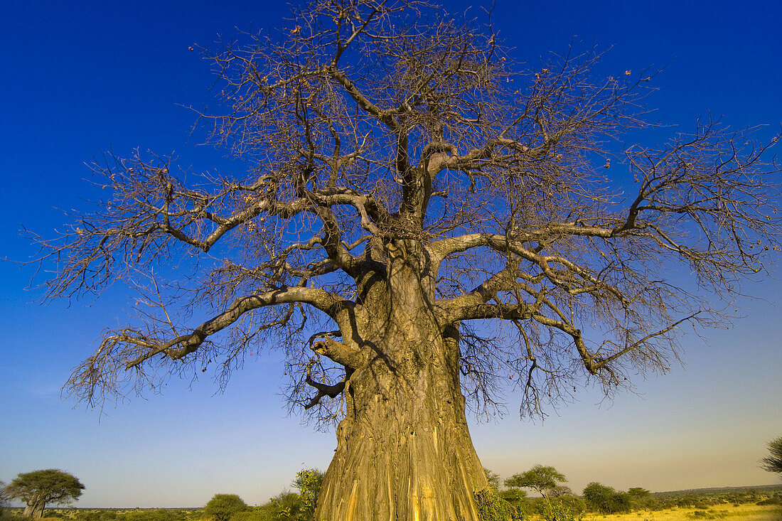 Baobab tree, Tarangire National Park, Tanzania