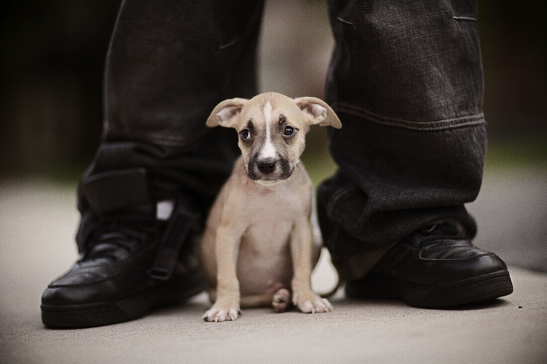 Detail, Details, Ein Tier, Eine Person, Eins, Erwachsene, Erwachsener, Farbe, Fuß, Füsse, Gesichtsausdruck, Gesichtsausdrücke, Größe, Haustier, Haustiere, Hund, Hunde, Innen, Jugend, Jung, Jungtier, Jungtiere, Klein, Mensch, Menschen, Säugetier, Säugetier